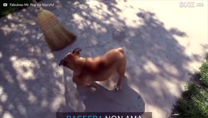 Questo bulldog non ama le pulizie di casa