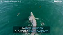 Enorme balena grigia si diverte con i suoi amici delfini