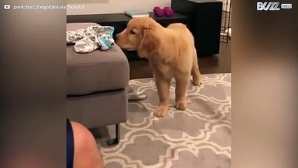 Il cane feticista, ossessionato dalle calze