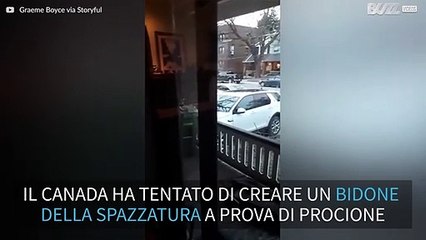 Procione apre con facilità bidone della spazzatura 'anti-procioni'