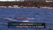 Balene grigie in migrazione incontrano dei turisti