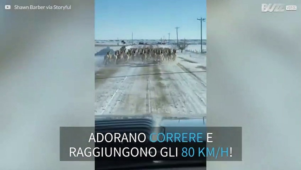 Gruppo di antilocapre ad alta velocità sulla neve!