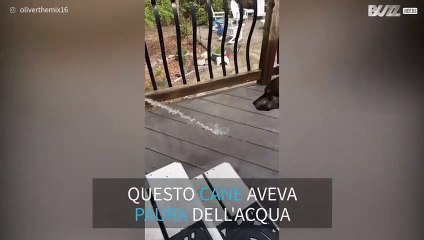 Cane supera la paura dell'acqua mordendola!