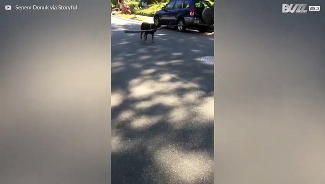 Questo Rottweiler ha una passione speciale per i rami giganti!