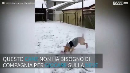 Il cane non resiste dentro casa quando nevica