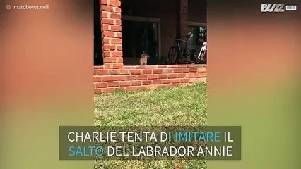 Piccolo Jack Russel tenta di imitare il salto dell'amico a quattro zampe