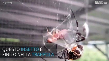 Ragno intrappola un insetto e lo arrotola nella sua tela