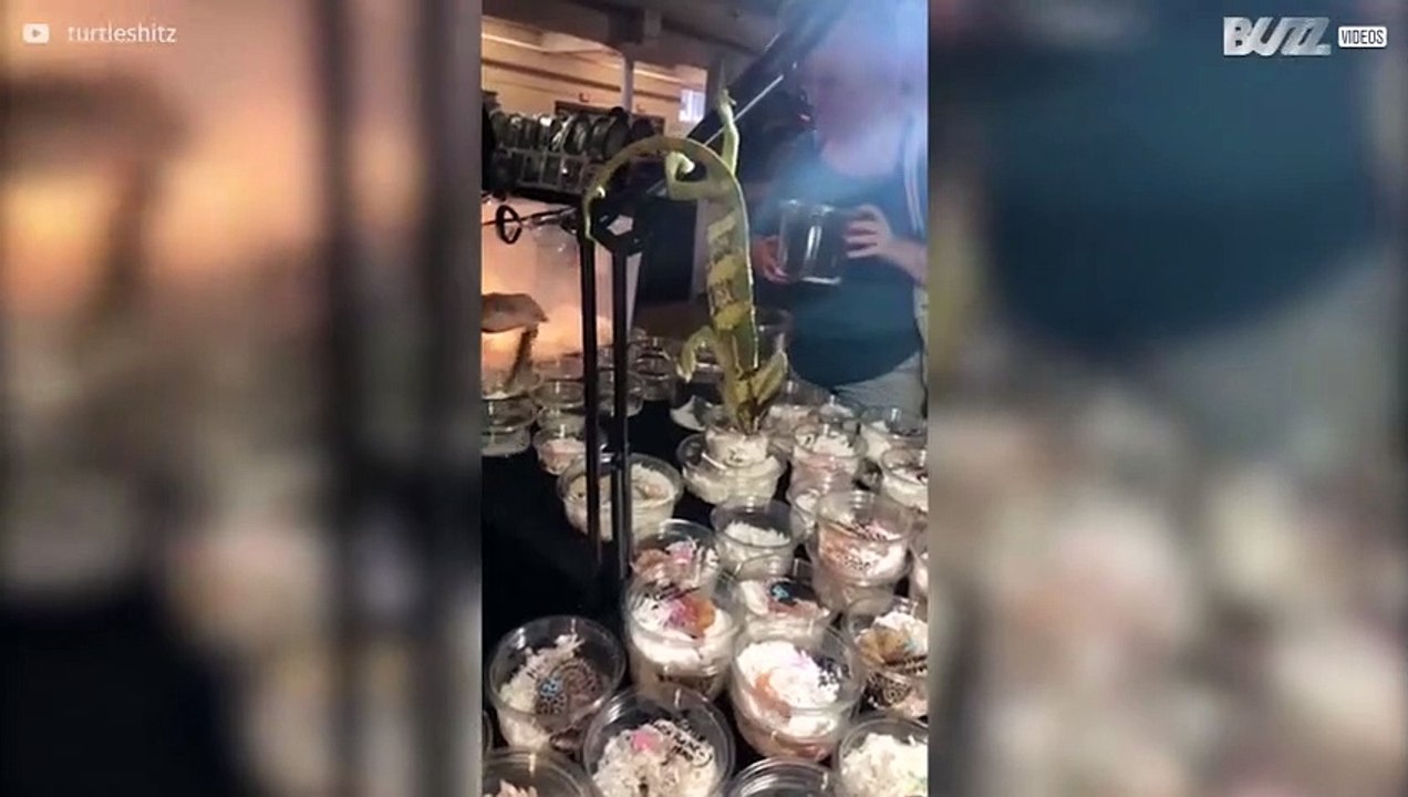 Camaleonte allunga la lingua per mangiare un geco!