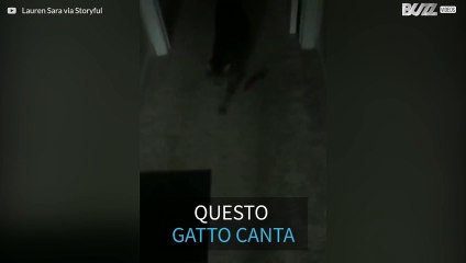 Impressionante! Questo gattino risponde 'yeah' quando ha fame