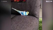 Pappagallo australiano adora giocare sul divano