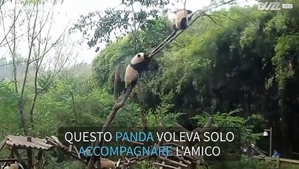Panda cicciottello rompe l'albero inseguendo l'amico