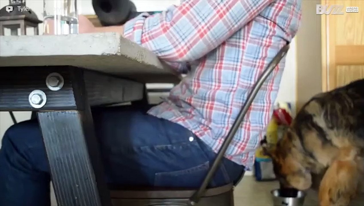 Ecco cosa possono insegnare i cani!