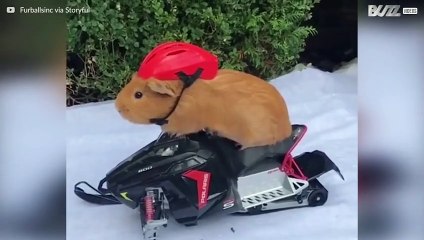 Porcellino d'India e il suo mezzo preferito, una motoslitta!