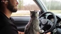 Cosa succede quando c'è un gatto al volante?