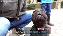 Cane adora abbaiare la parola 'rubber'