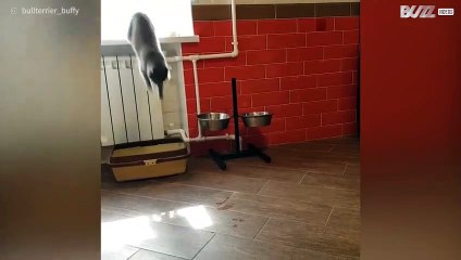 La gatta rifiuta l'amicizia del cane, in modo aggressivo!