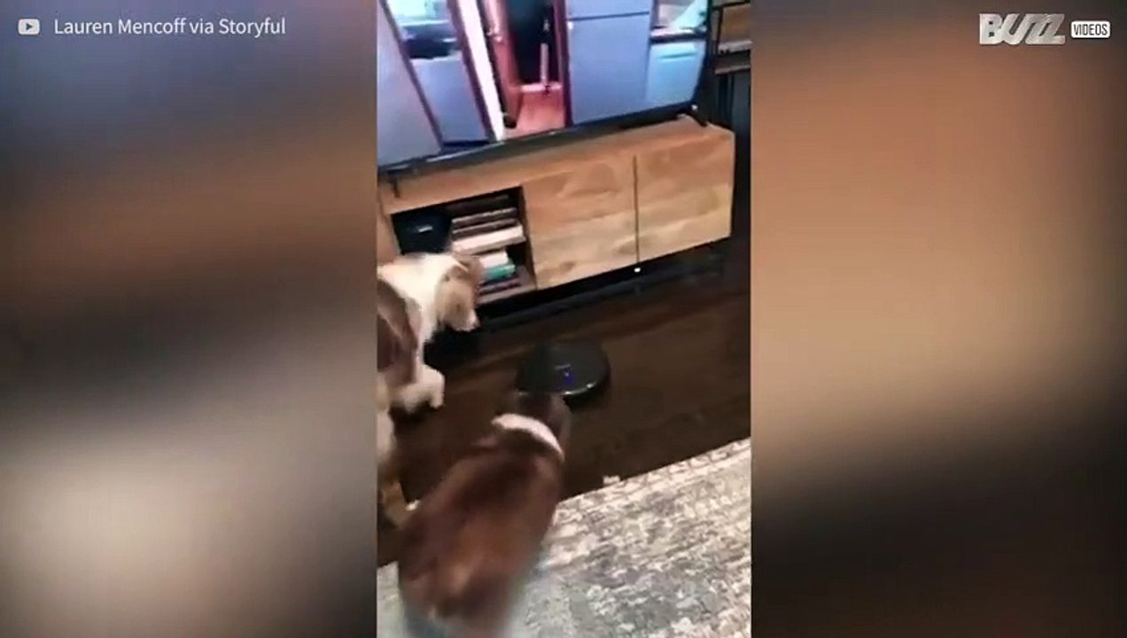Cani sono sconvolti dal robot aspirapolvere!