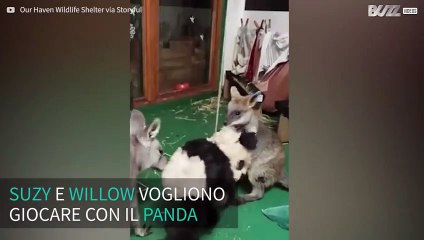 Wallaby e canguro litigano per l'orsacchiotto