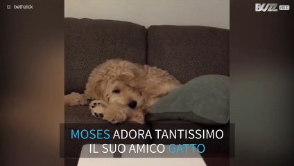 Il cane riposa... sul gatto!