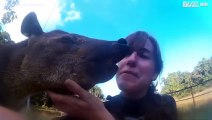 Cucciolo di tapiro dimostra il suo amore per l'amica umana