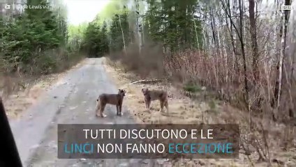 Un'intensa lite tra due linci solitarie