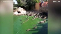 Decine di coccodrilli affamati si contendono il cibo