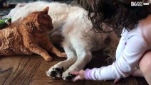 Amicizia perfetta tra un cane, un gatto e una bimba
