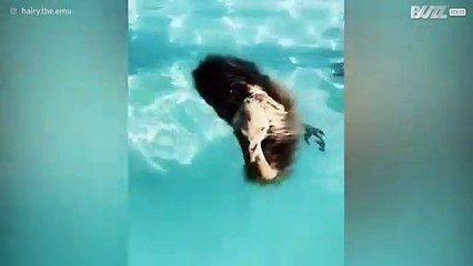 Un emù si diverte in piscina ma il cane pensa stia affogando!
