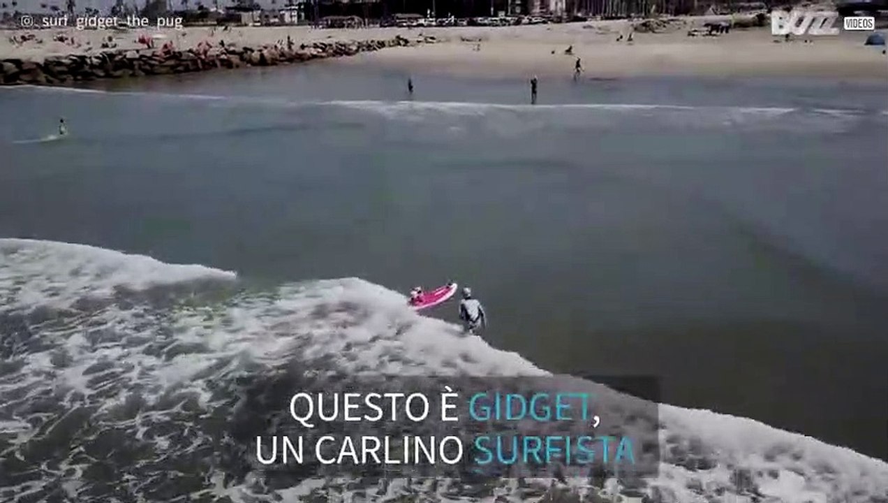 Ecco Gidget, il cane surfista!