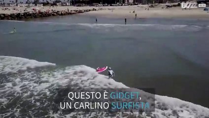 Ecco Gidget, il cane surfista!