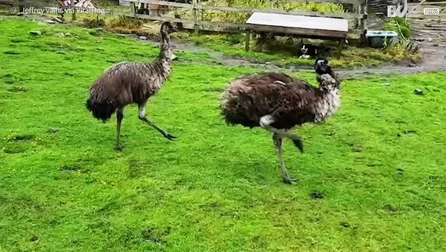 Danza contemporanea: gli emù e la loro splendida coreografia