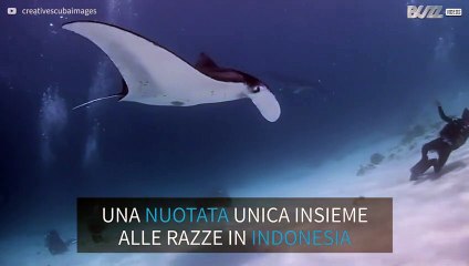 Danza nelle profondità dell'oceano insieme alle razze