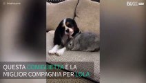 Coniglietta aiuta ad alleviare la malattia della cagnolina Lola