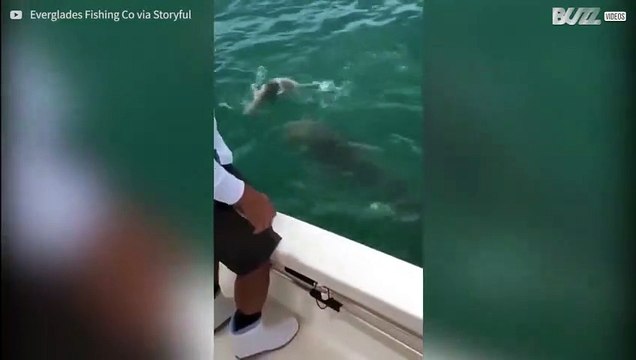 Enorme cernia ruba lo squalo che ha abboccato