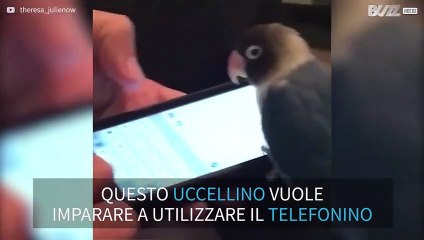 Pappagallino usa il cellulare per inviare SMS!