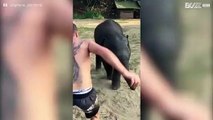 Baby elefante insegue un turista in fuga