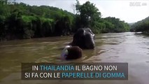 Esperienza unica: fare un bagno con un elefante