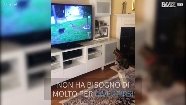Davanti alla TV, guarda video degli amici gatti e cani!