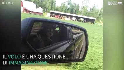 Questo cagnolino è convinto di saper volare
