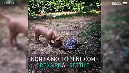 Cane cerca di capire cosa sia una tartaruga