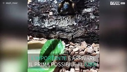 Tartaruga si lancia di testa per prendere un po' di cibo!