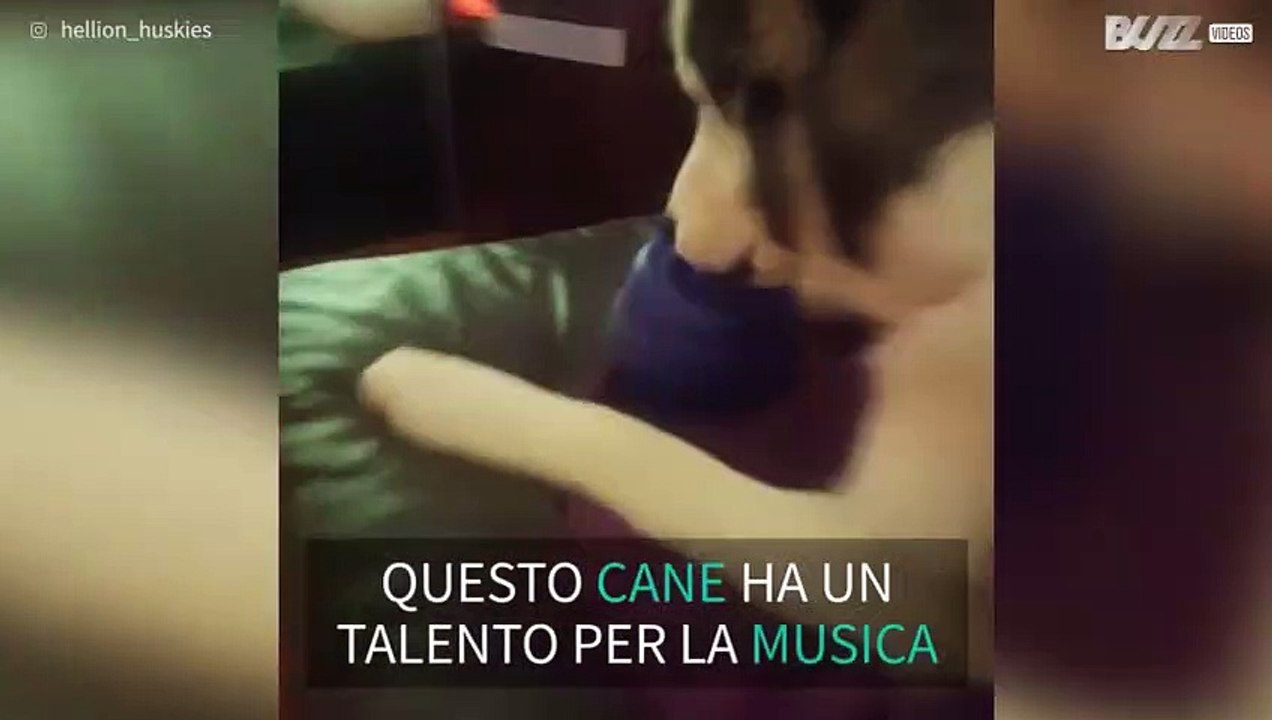 Il cane che si trasforma in un cantante durante le pulizie!