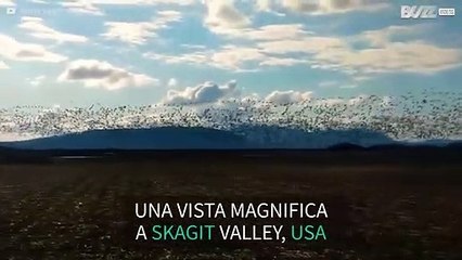 Uno stormo di oche delle nevi vola libero