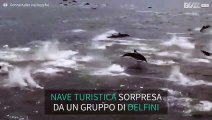 Enorme gruppo di delfini accompagna una barca piena di turisti