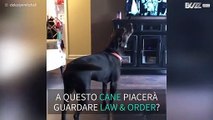 Cane ulula ogni volta che sente la sigla di 'Law & Order'