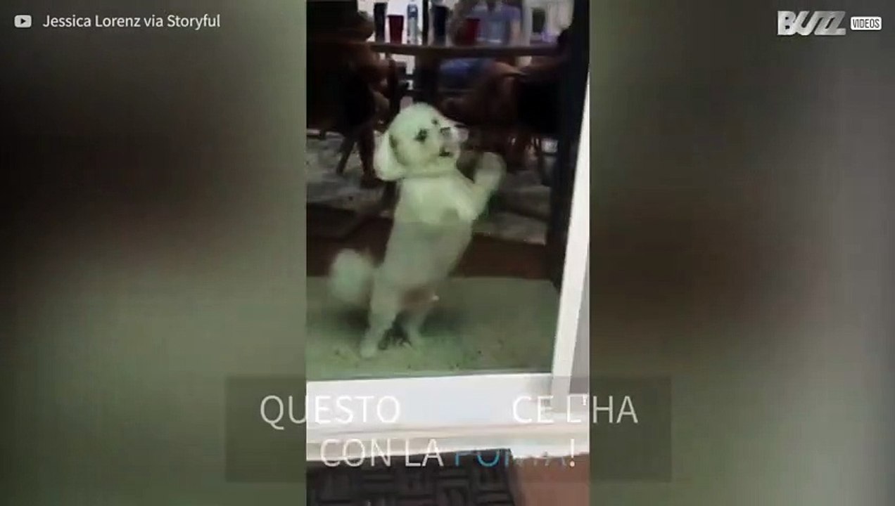 Il cane che diventa un diavolo per attirare l'attenzione!