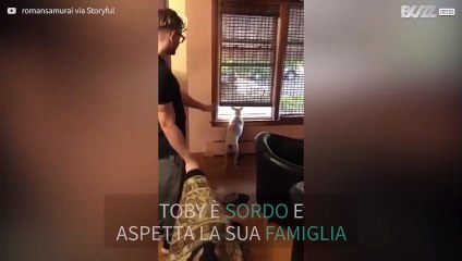 Cane sordo aspetta alla finestra la famiglia... Che è già arrivata da tempo!