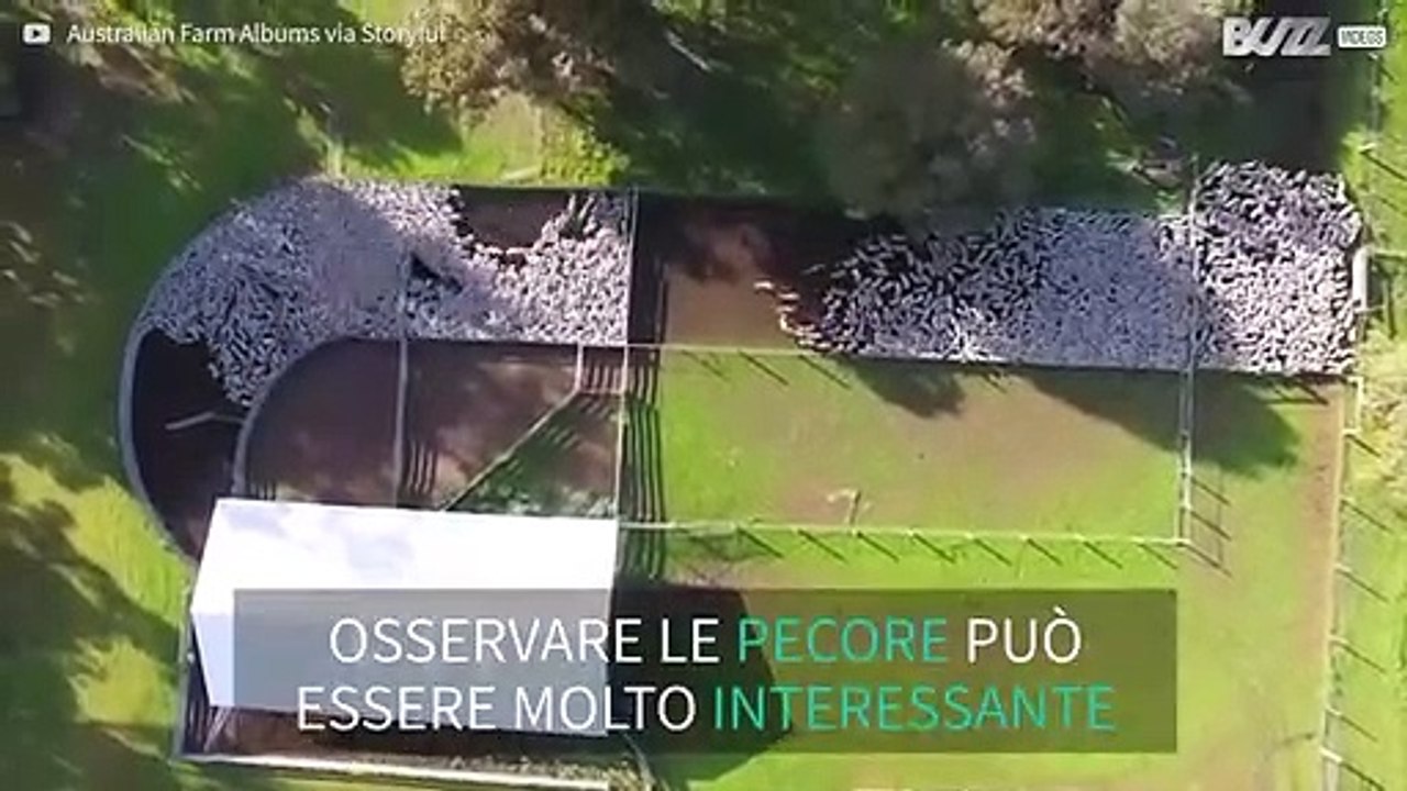 Il movimento ipnotizzante di migliaia di pecore nel recinto