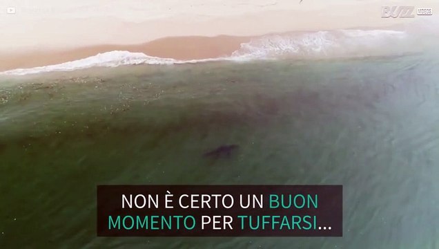 Squalo avvistato a pochi metri dalla spiaggia di Truro, negli Stati Uniti