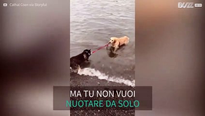 Cane trascina l'amico a fare il bagno